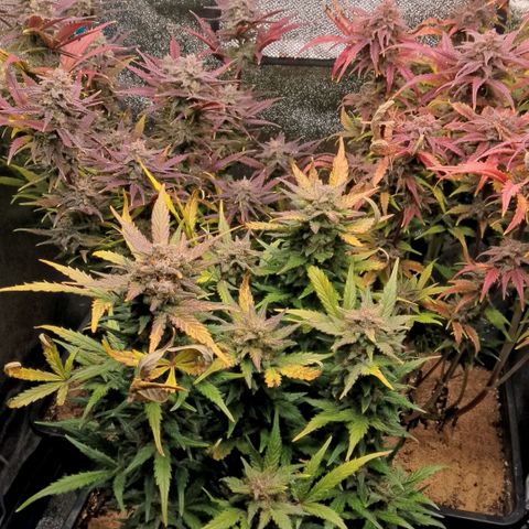 Fast Buds Mystery #5 growlog timeline photo