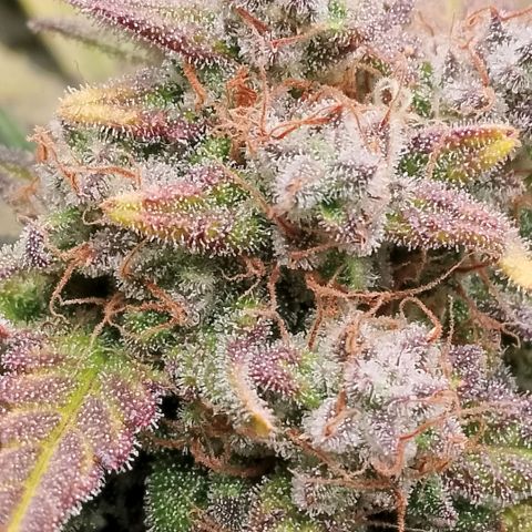 Fast Buds Mystery #3 growlog timeline photo