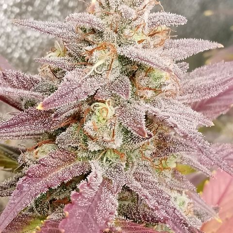 Fast Buds Mystery #4 growlog timeline photo