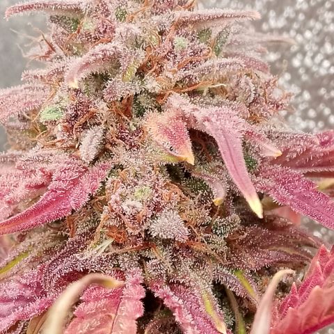 Fast Buds Mystery #5 growlog timeline photo
