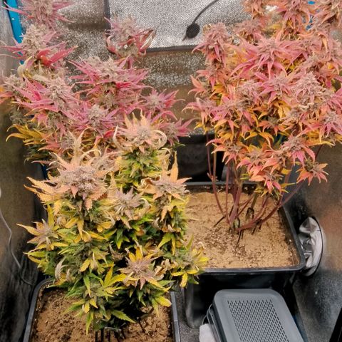 Fast Buds Mystery #3 growlog timeline photo