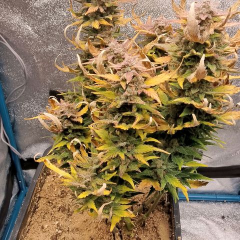 Fast Buds Mystery #3 growlog timeline photo