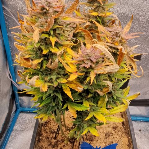 Fast Buds Mystery #3 growlog timeline photo