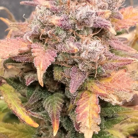 Fast Buds Mystery #3 growlog timeline photo