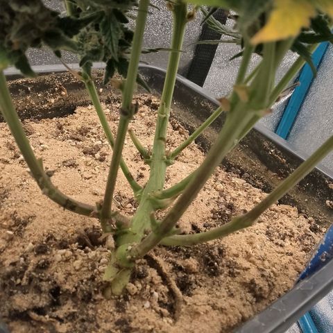 Fast Buds Mystery #3 growlog timeline photo