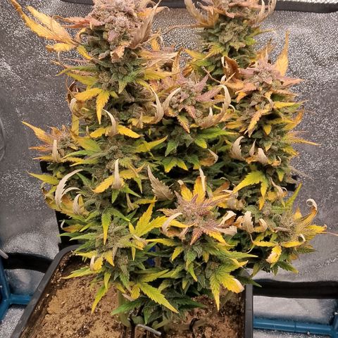 Fast Buds Mystery #3 growlog timeline photo