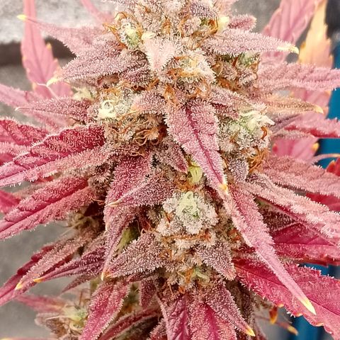 Fast Buds Mystery #4 growlog timeline photo