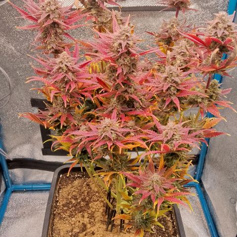 Fast Buds Mystery #4 growlog timeline photo