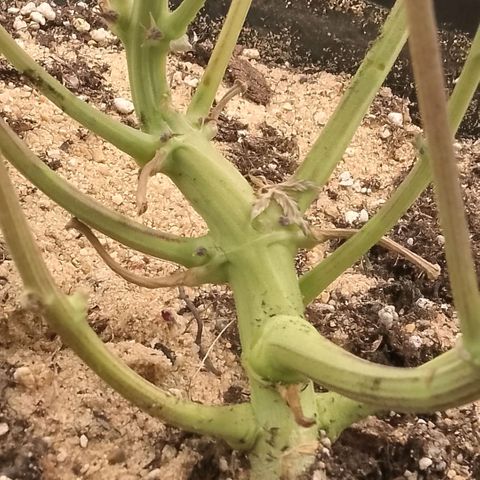 Fast Buds Mystery #4 growlog timeline photo