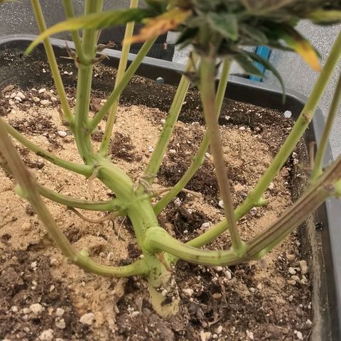 Fast Buds Mystery #4 growlog timeline photo
