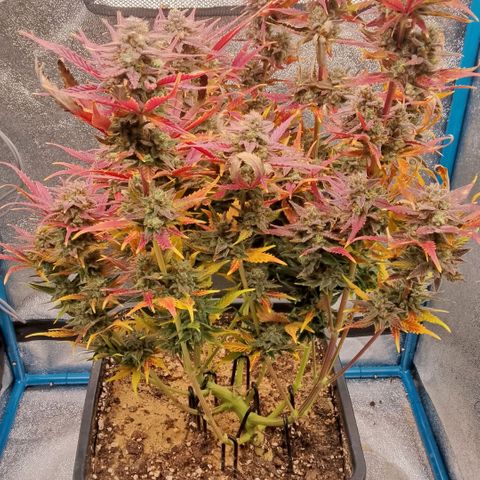 Fast Buds Mystery #4 growlog timeline photo