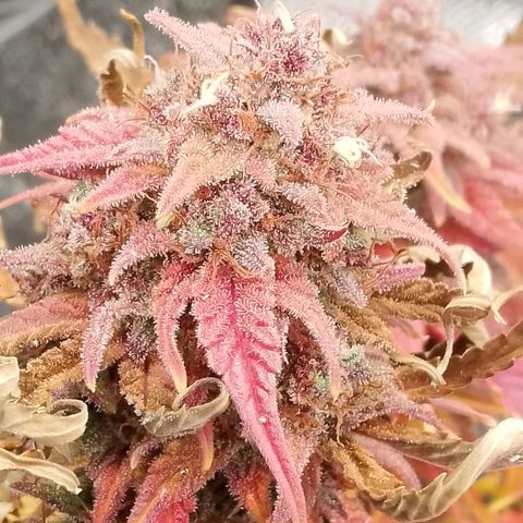 Fast Buds Mystery #5 growlog timeline photo