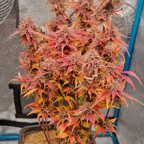 Fast Buds Mystery #5 growlog timeline photo