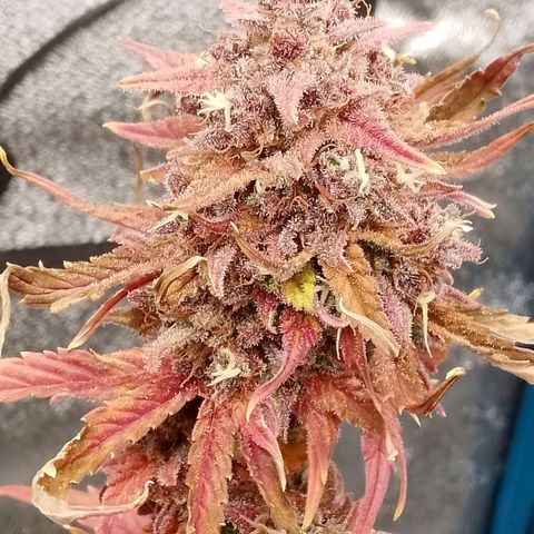 Fast Buds Mystery #5 growlog timeline photo