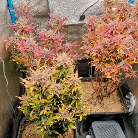 Fast Buds Mystery #4 growlog timeline photo