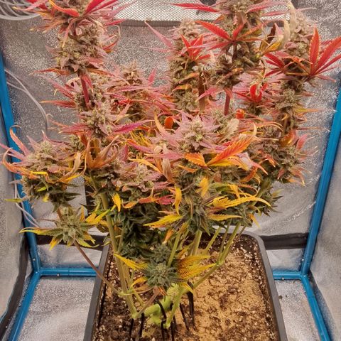 Fast Buds Mystery #4 growlog timeline photo