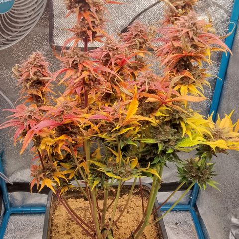 Fast Buds Mystery #5 growlog timeline photo