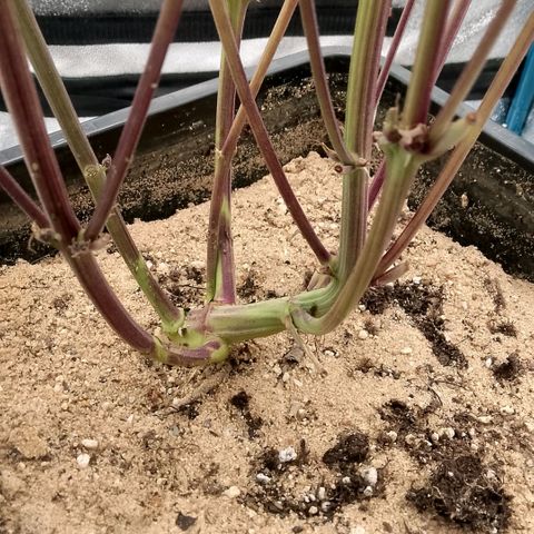Fast Buds Mystery #5 growlog timeline photo