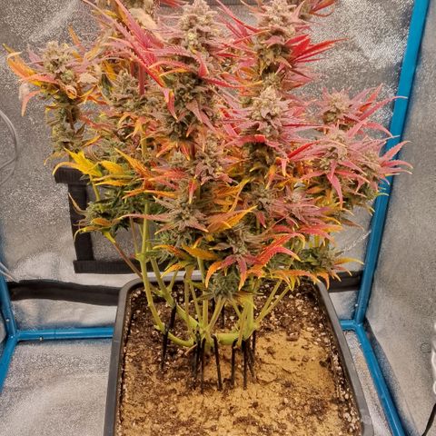Fast Buds Mystery #4 growlog timeline photo