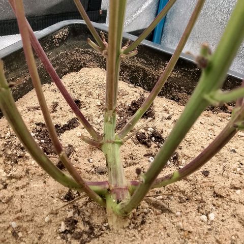 Fast Buds Mystery #5 growlog timeline photo