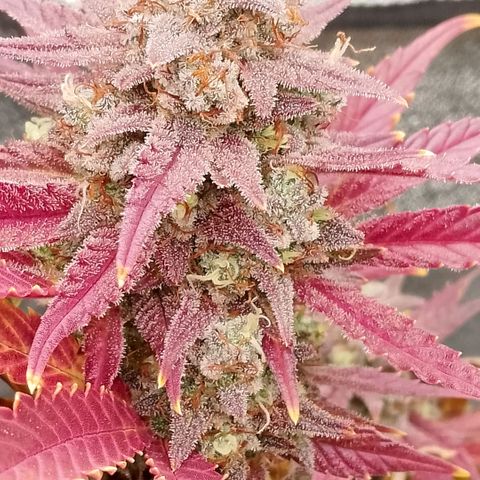 Fast Buds Mystery #4 growlog timeline photo