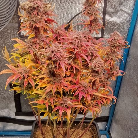 Fast Buds Mystery #5 growlog timeline photo
