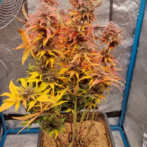 Fast Buds Mystery #5 growlog timeline photo