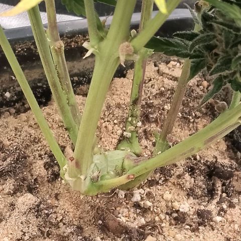 Fast Buds Mystery #3 growlog timeline photo