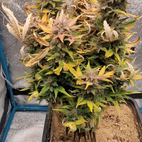 Fast Buds Mystery #3 growlog timeline photo