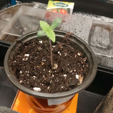 Tropicana Cookies FF growlog timeline photo