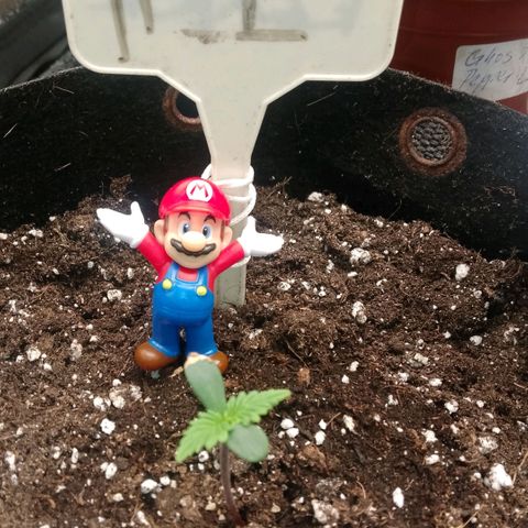 2 x Gorilla Z Auto growlog timeline photo