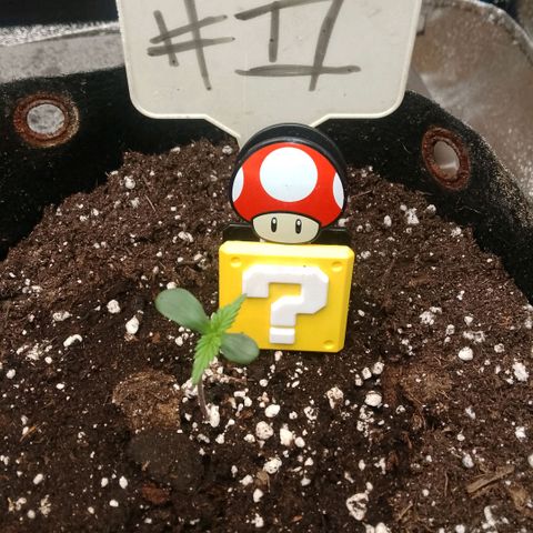 2 x Gorilla Z Auto growlog timeline photo