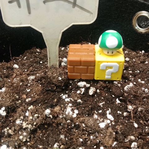 2 x Gorilla Z Auto growlog photo: #3 schwächelt ein wenig, ich geb ihr noch 2 Tage in Spur zu kommen.