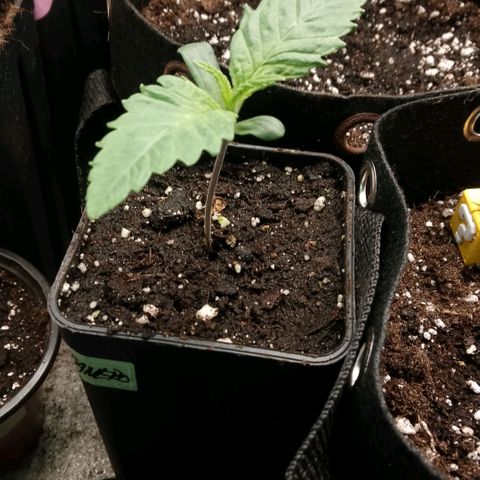 Tropicana Cookies FF growlog timeline photo