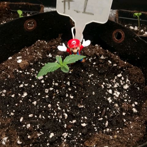 2 x Gorilla Z Auto growlog timeline photo