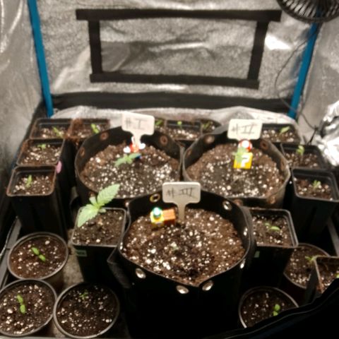2 x Gorilla Z Auto growlog timeline photo