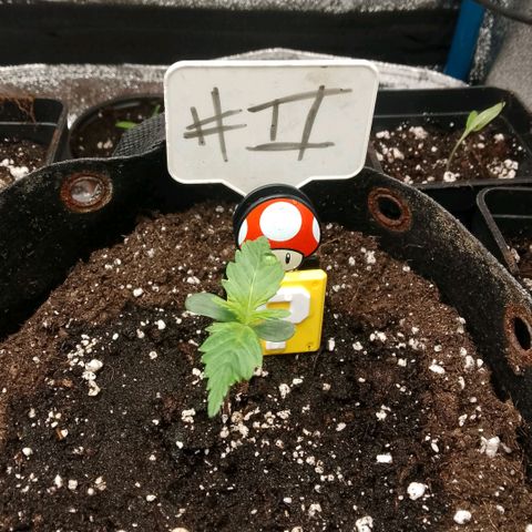 2 x Gorilla Z Auto growlog timeline photo
