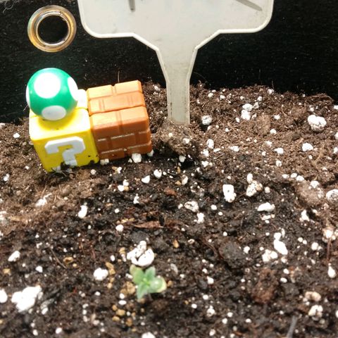 2 x Gorilla Z Auto growlog photo: Ich lasse sie spaßeshalber wachsen.