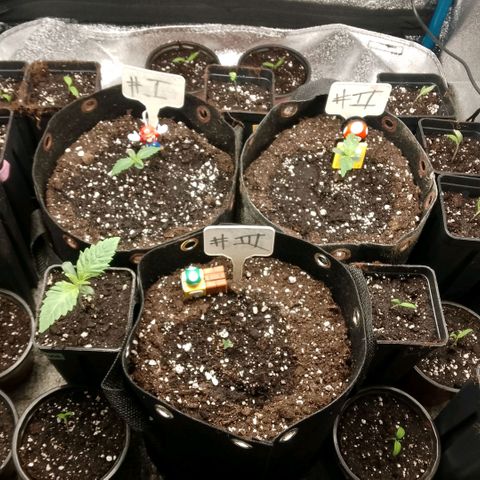 2 x Gorilla Z Auto growlog timeline photo