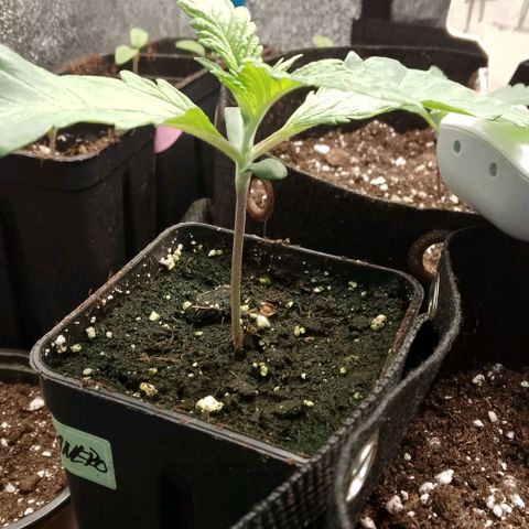 Tropicana Cookies FF growlog timeline photo