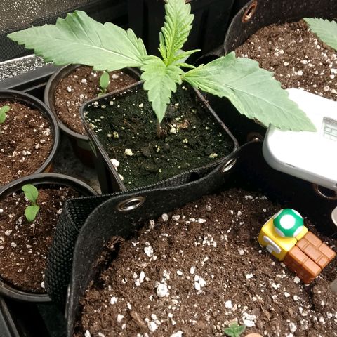 Tropicana Cookies FF growlog timeline photo