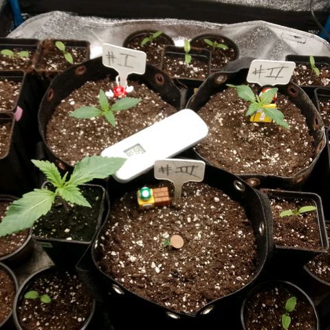 2 x Gorilla Z Auto growlog timeline photo