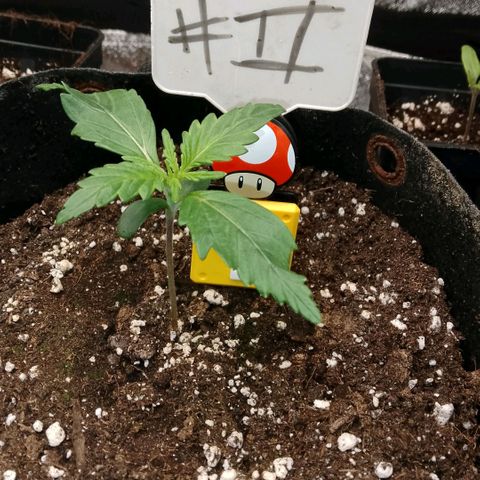 2 x Gorilla Z Auto growlog timeline photo