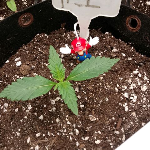 2 x Gorilla Z Auto growlog timeline photo