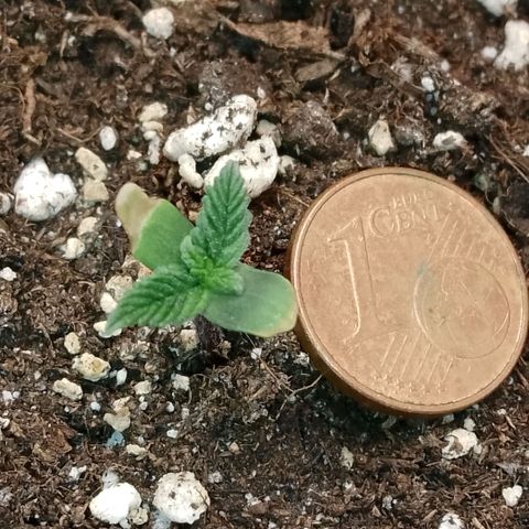 2 x Gorilla Z Auto growlog timeline photo