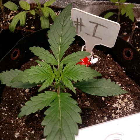 2 x Gorilla Z Auto growlog timeline photo