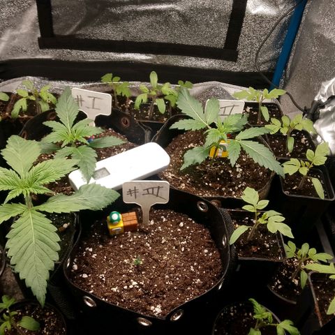 2 x Gorilla Z Auto growlog timeline photo