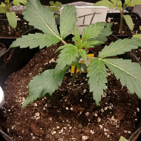 2 x Gorilla Z Auto growlog timeline photo