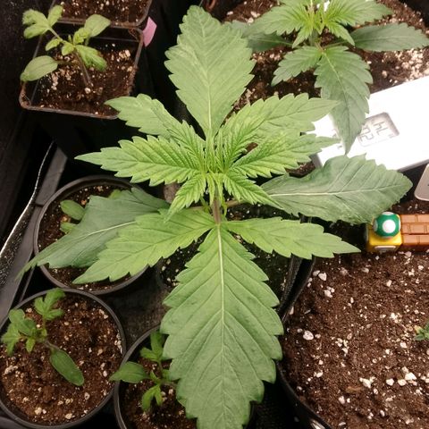 Tropicana Cookies FF growlog timeline photo