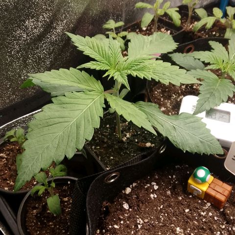 Tropicana Cookies FF growlog timeline photo